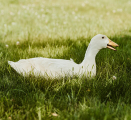 Hobby Farm Animals - Chickens, Goats, Ducks, Turkeys, Horses