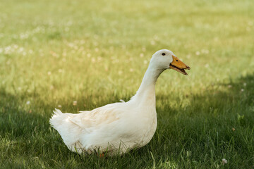 Hobby Farm Animals - Chickens, Goats, Ducks, Turkeys, Horses