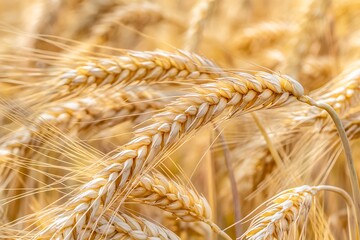 Close-up view of golden wheat ears glowing under warm sunlight, with radiant sunbeams falling on them and a softly blurred farmland landscape in the background.