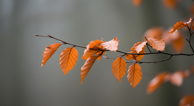 Autumnal Beauty A Branch of Copper Beech Leaves Against a Muted Background