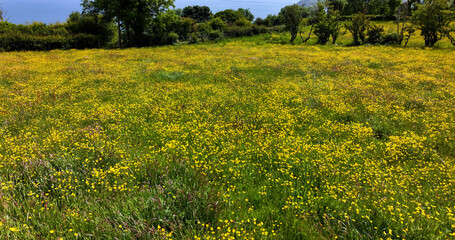 Aerial view of Ranunculus Buttercup flower in a meadow in UK