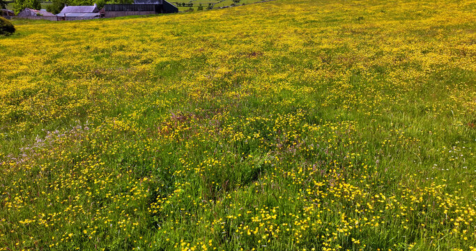 Aerial view of Ranunculus Buttercup flower in a meadow in UK