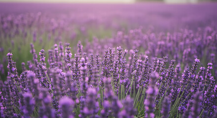 Obraz premium Endless Field of Lavender Flowers in Full Bloom Under a Soft Light