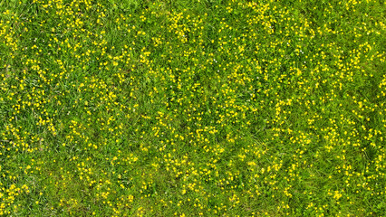 Aerial view of Ranunculus Buttercup flower in a meadow in UK