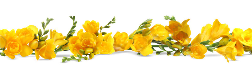 Beautiful yellow freesia flowers on white background