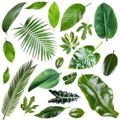 Many different tropical leaves isolated on white, set