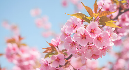 Delicate Pink Cherry Blossoms in Springtime Bloom cluster