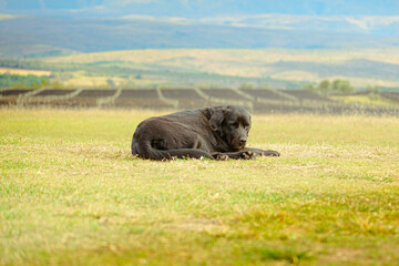 Perro negro descansando en el campo de los viñedos de Cordoba Argentina
