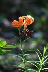 Tiger lily (Lilium lancifolium) flowers. In summer, the flowers bloom strongly recurved with orange petals and dark purple spots. The bulbs are edible.