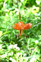 Tiger lily (Lilium lancifolium) flowers. In summer, the flowers bloom strongly recurved with orange petals and dark purple spots. The bulbs are edible.