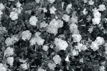 ペチュニアの花群（白黒）