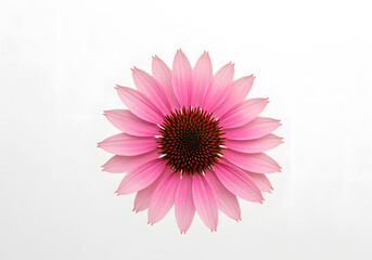 Close up of a Delicate Pink Coneflower vibrant