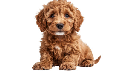 cavalier king Charles spaniel puppy dog on white background