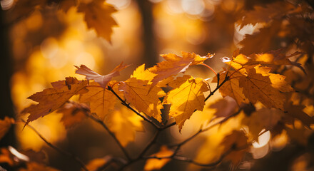 Autumn Leaves in Sunlight Close up view vibrant autumn