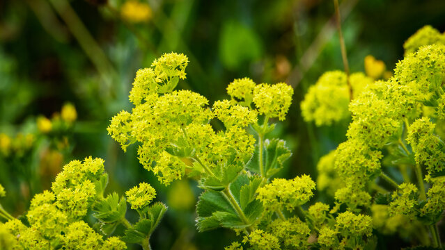 Image of yellow alchemilla mollis flowers , herbaceous Lady's Mantle plant , June 2025