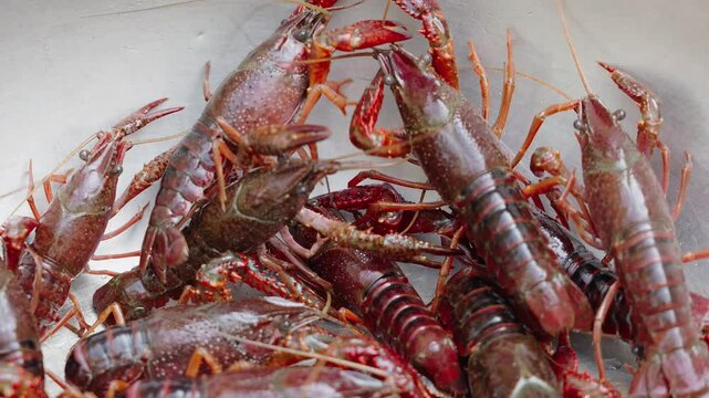 Lots of live crawfish caught for further cooking. 