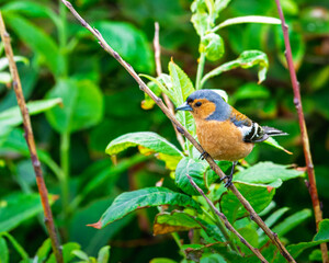 Chaffinch perched on Branch, Hauxley Nature Reserve, June 2024