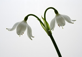 Elegant White Flowers Against a Light Background Close up