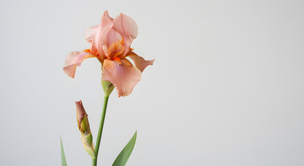 Delicate Peachy Orange Iris Blossom single beautiful iris