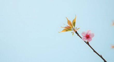 Delicate Pink Blossom Against a Light Blue Sky