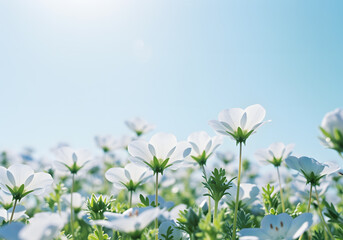 Beautiful White Flowers Against a Light Blue Sky