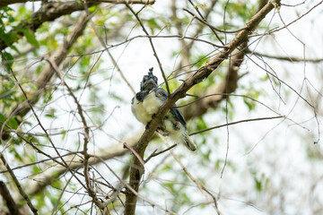 AVES