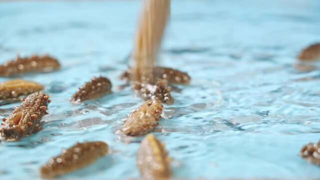 Raw sea cucumber trepang in water.
