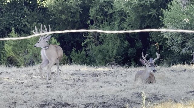Mule deer resting, grooming, chewing cud