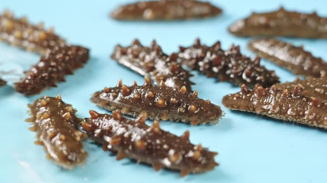 Raw sea cucumber trepang in water.
