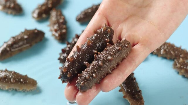 closeup of raw sea cucumber trepang in hand
