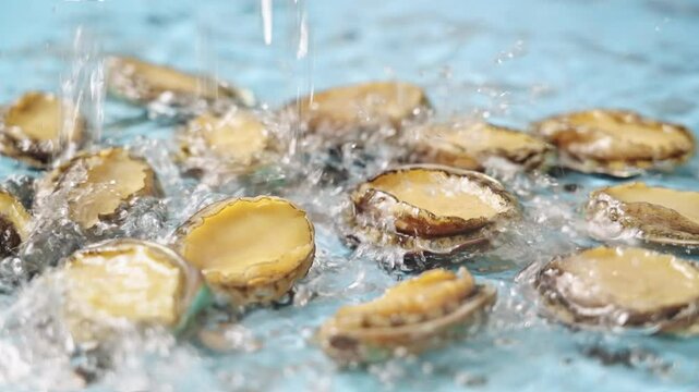 fresh raw abalones in water.