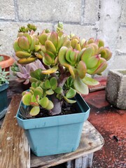 cactus in pots