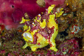 Warty Frogfish (Antennarius maculatus) Camouflaged on Coral Reef