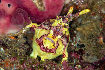 Warty Frogfish (Antennarius maculatus) Camouflaged on Coral Reef