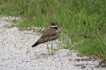 Killdeer on road