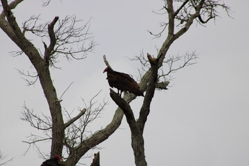 Vulture hanging in a tree