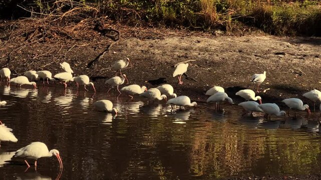 Herd of white tropical water birds white ibis hunting in lake in Sarasota