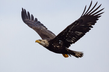 Bald eagle in flight