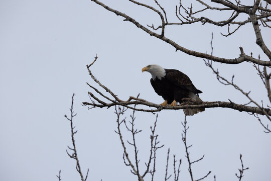 Bald eagle perched in a bare tree