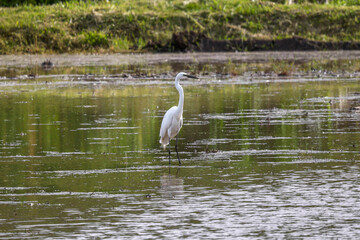 Beautiful Great Egret searching for food in a rice field in Nagano, Japan