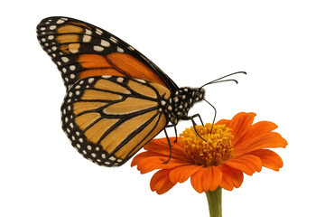 Obraz premium Beautiful monarch butterfly feeding on a bright orange zinnia flower, isolated on transparent background, ideal for nature and wildlife projects
