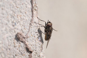 Fly perched on a gray wall