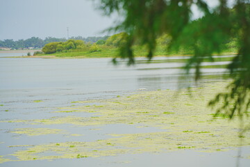 Plant city, Florida, USA: 06 22 2025: The landscape of Edward Medard Conservation Park in Plant City close to Tampa