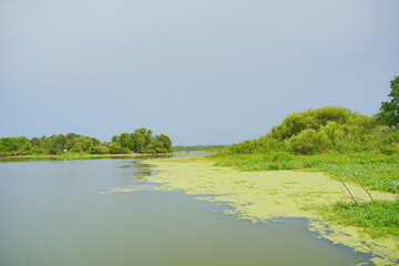 Plant city, Florida, USA: 06 22 2025: The landscape of Edward Medard Conservation Park in Plant City close to Tampa