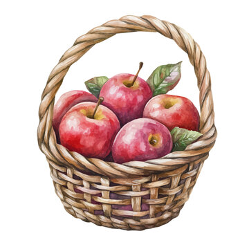 Rose Apple Fruit Basket, watercolor illustration vector, isolated on a white background.