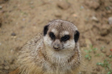 Suricate au nez ensablé