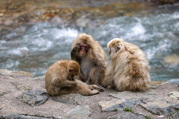 Japanese Macaques family sitting by the river at Jigokudani, Nagano, Japan