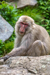 Japanese Macaque is sitting calmly looking at the camera in Jigokudani monkey park in Nagano Japan 