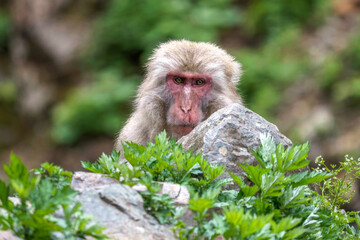 Japanese Macaque is looking at the camera in Jigokudani monkey park in Nagano Japan  © Momoe
