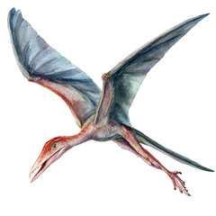 Rhamphorhynchus, watercolor illustration vector, isolated on a white background.